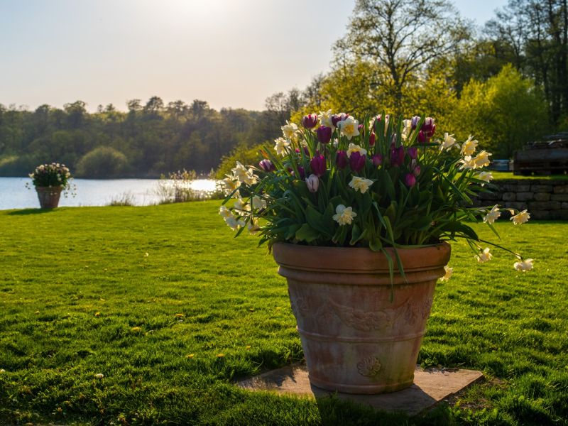 potte blomst