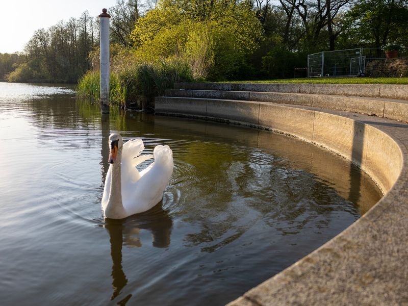 svane dans kopier